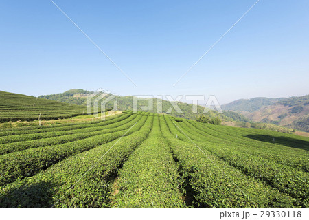 Tea plantation at Doi Mae Salong, Chiang Rai 29330118