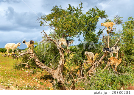 Goats graze in an argan tree - Morocco Goats graze in an argan tree - Morocco 29330281