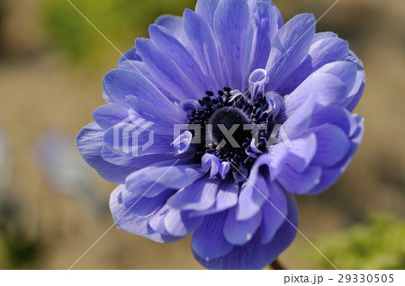 アネモネ 29330505