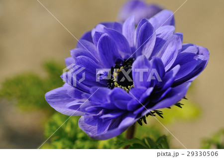 アネモネ 29330506