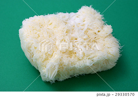 ヤマブシタケ 29330570