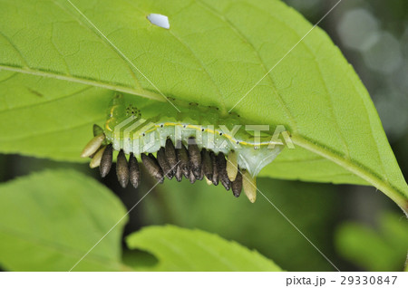 蜂に寄生されたオオシマカラスヨトウの幼虫  29330847