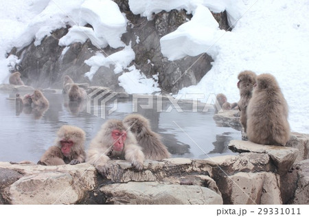 温泉で冷えた体を温める長野県山ノ内町の日本猿、通称スノーモンキー 29331011