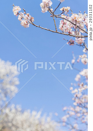 ピンク色の梅の花 29331102