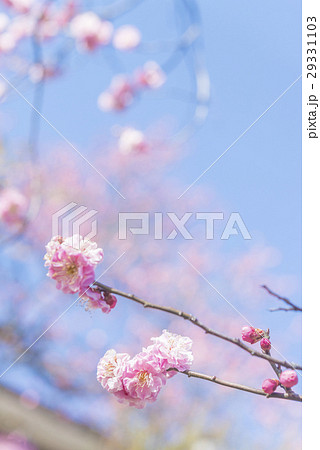 ピンク色の梅の花 29331103