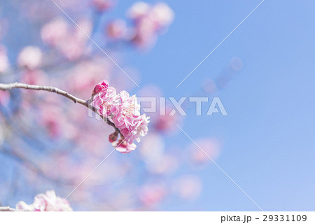 ピンク色の梅の花 29331109