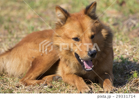 Image of brown dog on nature background. Pet. 29331714