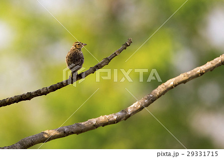 Image of bird on nature background.Wild Animals. Image of bird on nature background.Wild Animals. 29331715