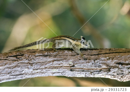 Image of Chipmunk small striped rodent on tree.の写真素材 [29331723] - PIXTA