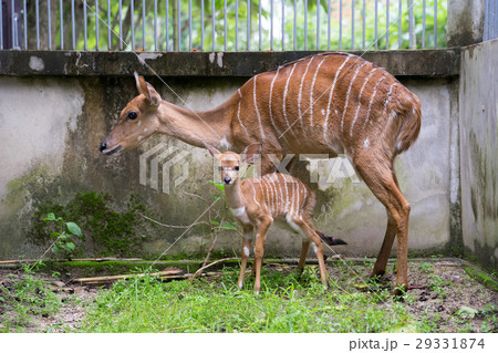 young nyala and mother 29331874
