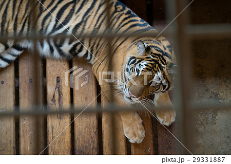 tiger in cage tiger in cage 29331887
