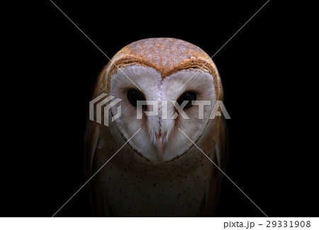 common barn owl in the dark common barn owl in the dark 29331908