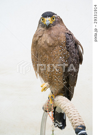 Crested serpent eagle ( Spilornis cheela ) Crested serpent eagle ( Spilornis cheela ) 29331914