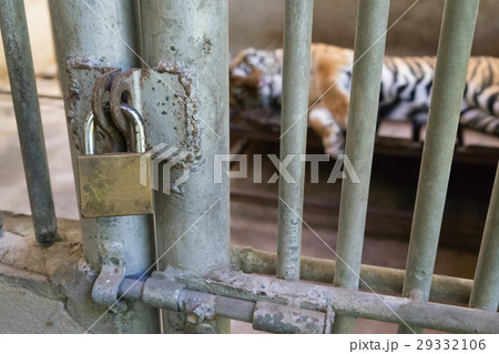 tiger in cage tiger in cage 29332106