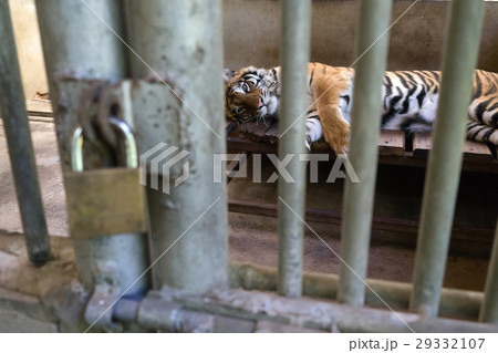 tiger in cage 29332107