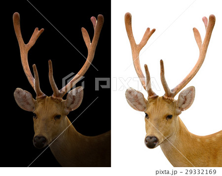 barasingha deer on dark and white background barasingha deer on dark and white background 29332169