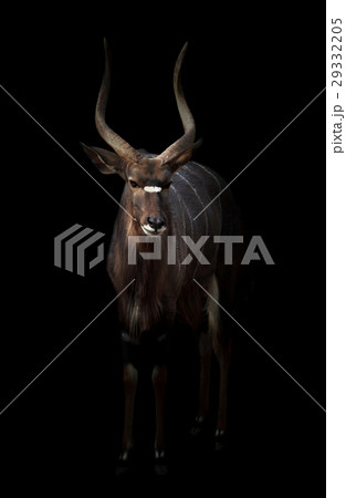male nyala standing in the dark male nyala standing in the dark 29332205