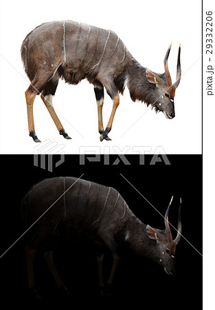 male nyala on dark and white background male nyala on dark and white background 29332206