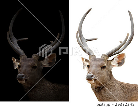sambar deer on dark and white background 29332245