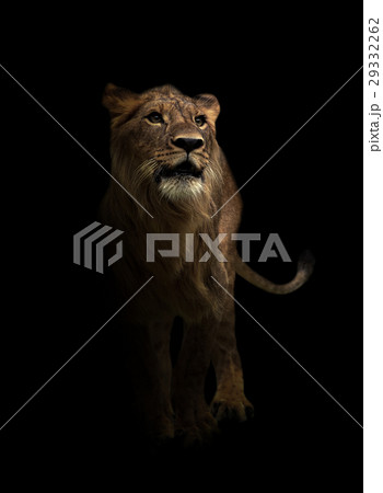 yong male lion in the dark yong male lion in the dark 29332262