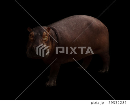 hippopotamus in the dark background hippopotamus in the dark background 29332285