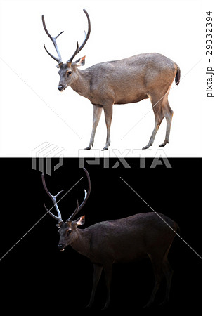 sambar deer on dark and white background 29332394