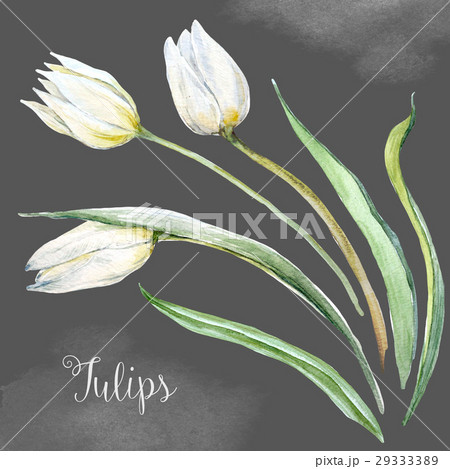 Watercolor tulip flowers Watercolor tulip flowers 29333389
