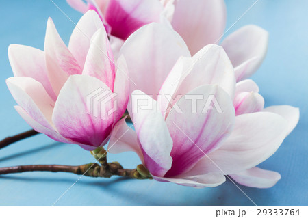 Magnolia pink flowers 29333764