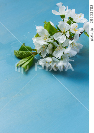 fresh spring flowers on blue fresh spring flowers on blue 29333782
