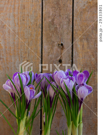 Violet crocus flowers 29333801