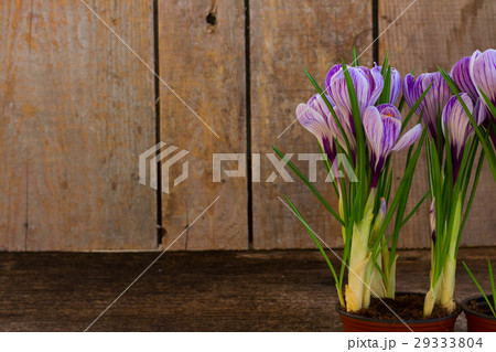 Violet crocus flowers Violet crocus flowers 29333804