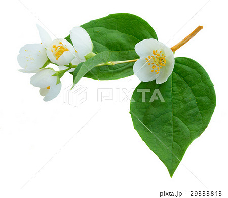 Jasmine flowers and leaves Jasmine flowers and leaves 29333843