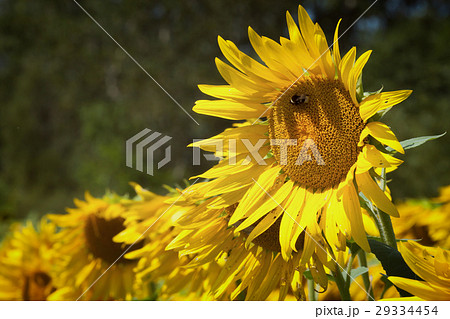 Sunflower field in summer Sunflower field in summer 29334454