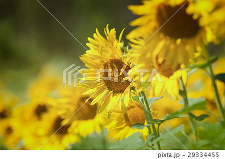 Sunflower field in summer 29334455