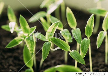 Young Sprouts With Green Leaf Or Leaves Growing Young Sprouts With Green Leaf Or Leaves Growing 29335684