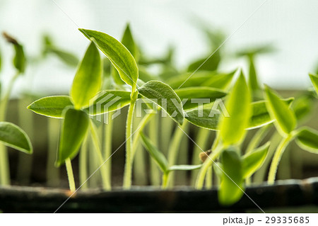 Young Sprouts With Green Leaf Or Leaves Growing 29335685