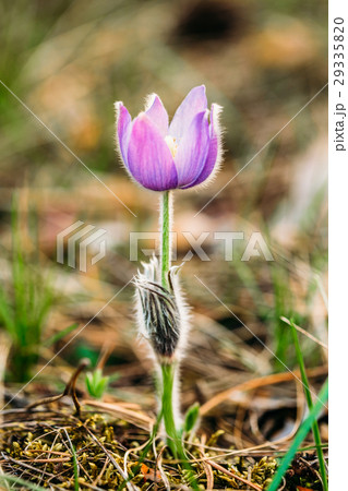 Wild Young Pasqueflower In Early Spring. Flowers Wild Young Pasqueflower In Early Spring. Flowers 29335820