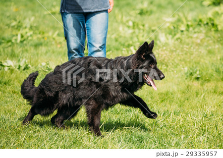 Black German Shepherd Dog Sit In Green Grass Black German Shepherd Dog Sit In Green Grass 29335957
