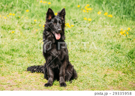 Black German Shepherd Dog Sit In Green Grass 29335958
