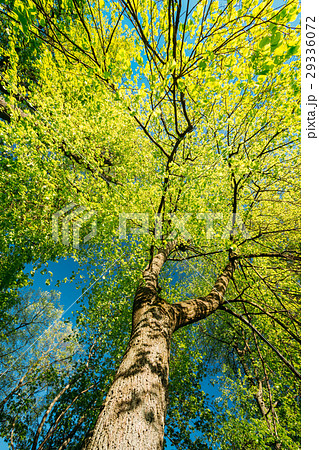 Spring Canopy Of Tree. Deciduous Forest, Summer 29336072