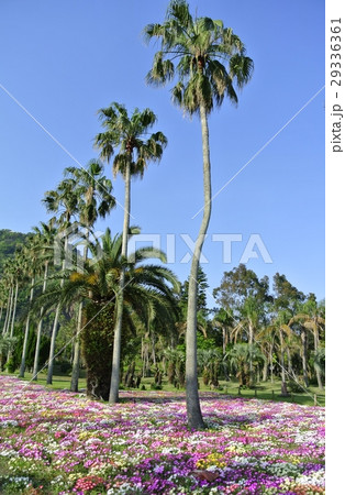 鹿児島県 指宿市 潟山運動公園 鹿児島県 指宿市 潟山運動公園 29336361