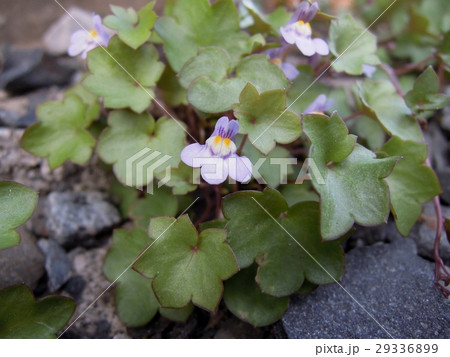 ツタバウンラン 29336899