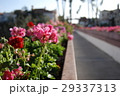 花の小道 29337313