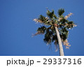 快晴とヤシの木 29337316