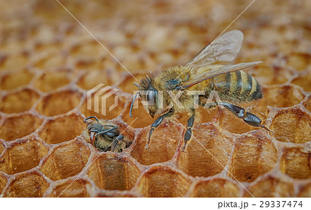 bee looks bee looks 29337474