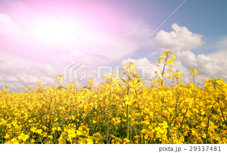 flowering rapeseed 29337481