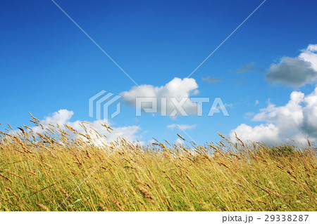 Meadow and Grassland. Blue sky. Kenozero park. Meadow and Grassland. Blue sky. Kenozero park. 29338287