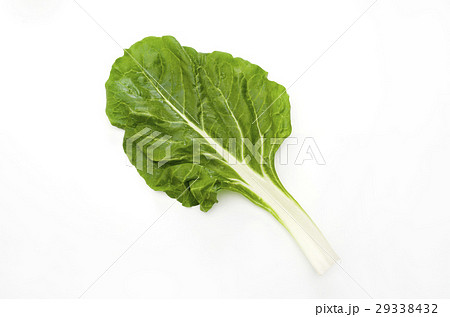 ふだんそう 29338432