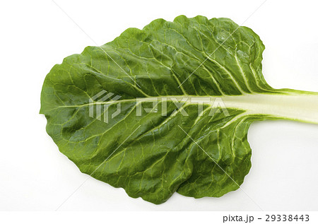 ふだんそう ふだんそう 29338443