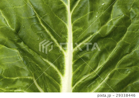 ふだんそう ふだんそう 29338446